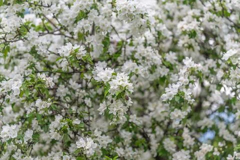 Closeup botanical study of flower clusters, visible stamens and pistils, leaf Stock Photos