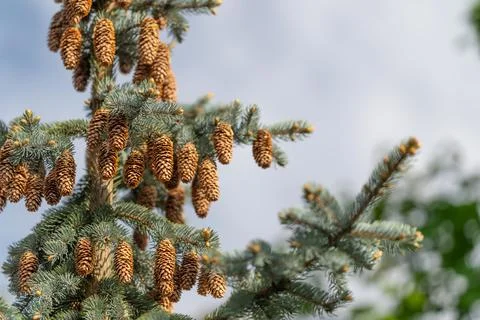 Closeup botanical study of spruce cones showing repeating scale patterns an.. 库存照片