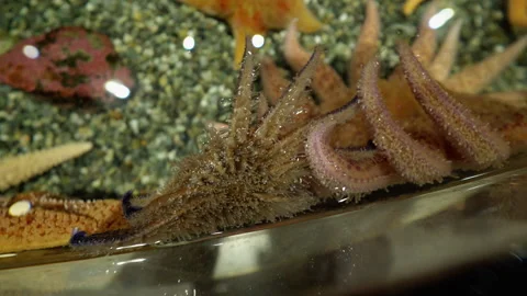 Closeup on bottom of Star fish cilia Stock Footage 268647526
