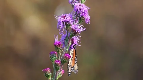 Closeup bottom view of a Monarch Butterfly feeding on Blazing Star in Minnesota Stock Footage 343689873