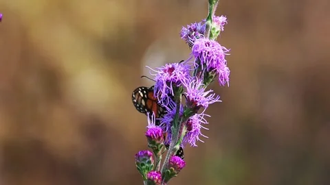 Closeup bottom view of a Monarch Butterfly feeding on Blazing Star in Minnesota Stock Footage 343689878