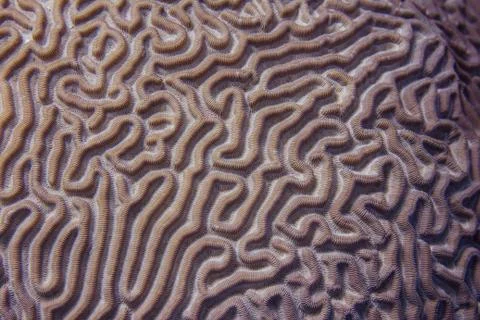 Closeup of Boulder Brain Coral Pattern Stock Photos
