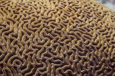 Closeup of Boulder Brain Coral Pattern Stock Photos