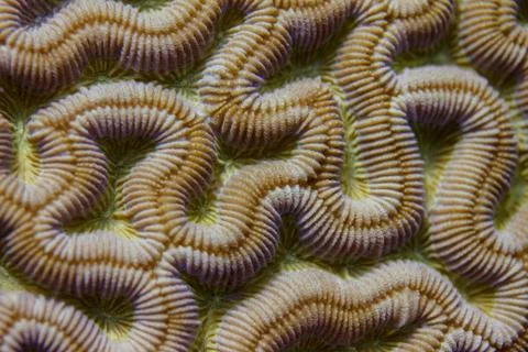 Closeup of Boulder Brain Coral Pattern Stock Photos