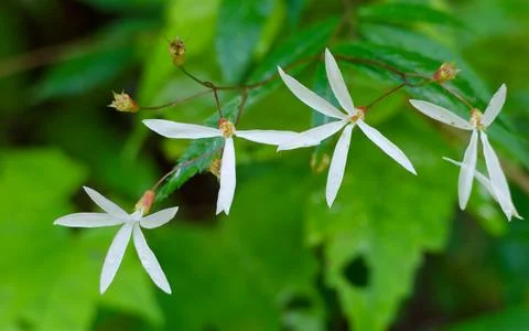 Closeup of Bowman's Root flowers Foto stock