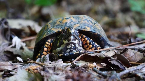 Closeup of a Box Turtle in the forest Stock-Footage 91552889