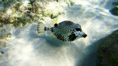 Closeup of a Boxfish Smooth trunkfish Stock Footage 130069313