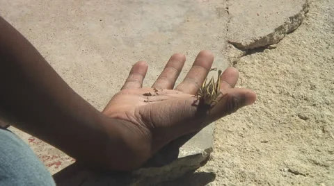 Closeup of boy's hands playing with grasshopper Stock Footage 25204140