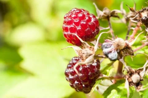 Closeup of Boysenberries on a Vine Stock Photos