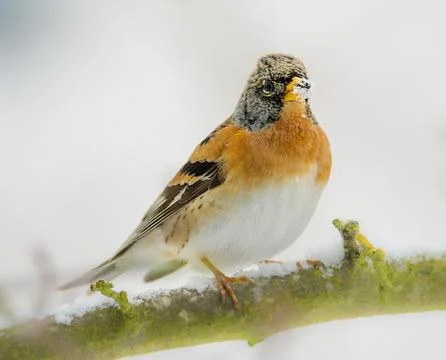Closeup of a brambling bird Stock Photos