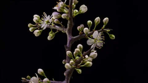 Closeup of branch with apple blossoms Stock Footage 242998732