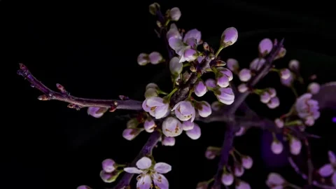 Closeup of branch with apple blossoms Stock Footage 242998738