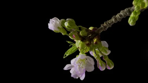 Closeup of branch with apple blossoms Stock Footage 242998742