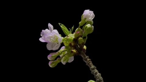 Closeup of branch with apple blossoms Stock Footage 242998746