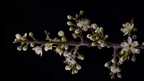 Closeup of branch with apple blossoms Stock Footage 242998747