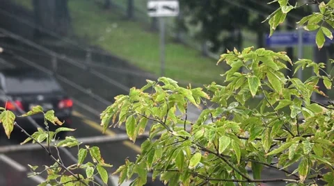Closeup of branch blowing on the wind, with traffic moving on background Stock Footage 67830719