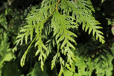 Closeup of a branch on a cedar tree Stock Photos