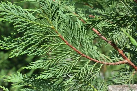Closeup of Branch of Conifer Tree Stock Photos