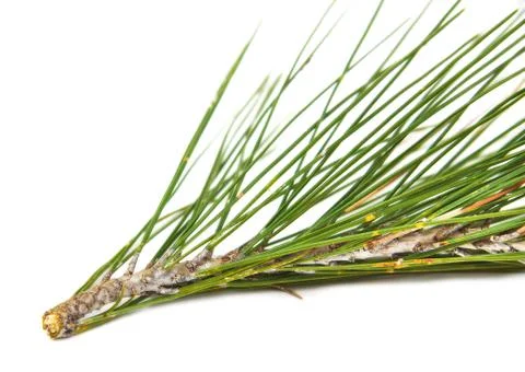 Closeup of the branch of a pine on a white background Stock Photos