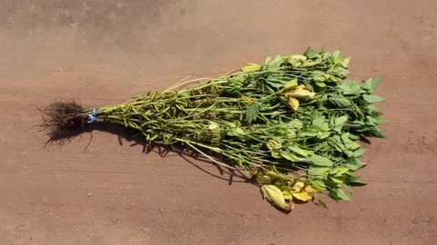 Closeup of branch of sample soybean plants in laboratory of soy farm in Amazon Stock Footage 196157242