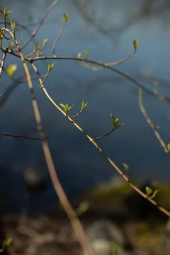 Closeup of branch in spring Stock Photos