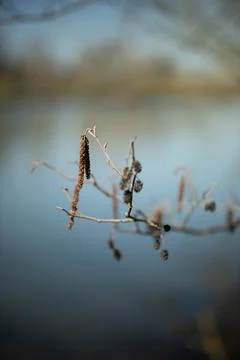 Closeup of branch in spring Stock Photos