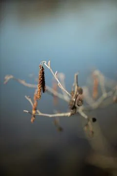 Closeup of branch in spring Stock Photos