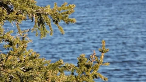 Closeup branch of spruce on the background of the lake in the warm summer season Stock Footage 131046257