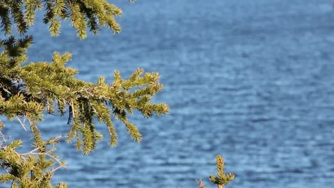 Closeup branch of spruce on the background of the lake in the warm summer season Stock Footage 131046291