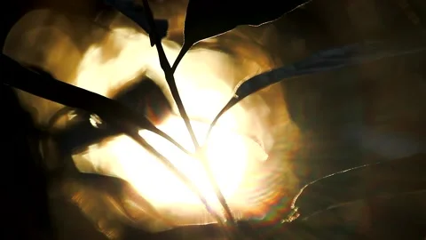 Closeup of Branch in Sunlight Stock Footage 170032341