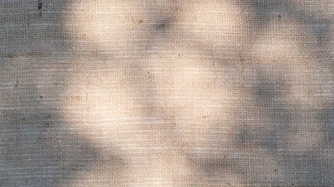 Closeup branch tree leaves silhouette shadow motion on jute texture background Stock Footage 234855170