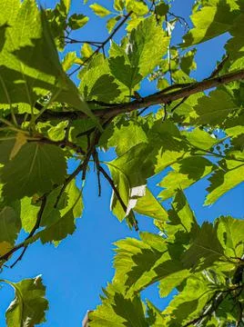 Closeup of branche of leafy tree with background of clear blue sky on summer  库存照片