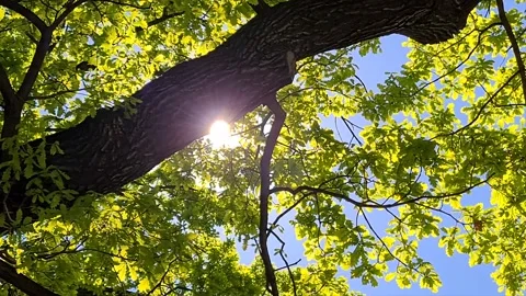 Closeup of branches and rays of sun Stock Footage 130330361