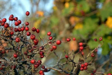 Closeup of the branches and the ripe red fruits of the hawthorn (Crataegus) Stock Photos