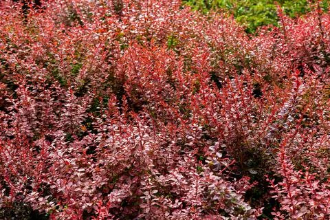 Closeup of branches of deciduous bushes with red leaves on sunny summer day. Stock Photos