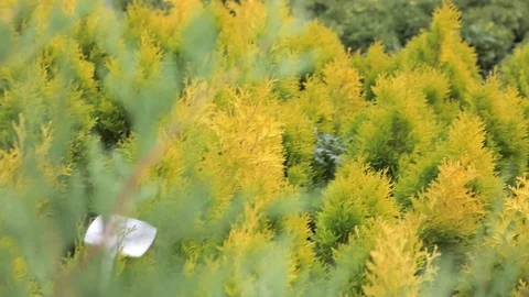 Closeup branches of seedling plants Stock Footage 122917409