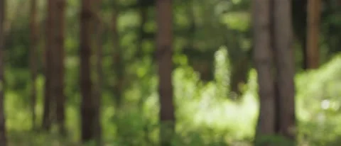 Closeup on the branches of the spruce, dense pine and soft-wood forest Stock Footage 148739218