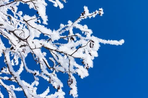 Closeup of branches of a tree, covered with rime frost against a blue sky Stock Photos