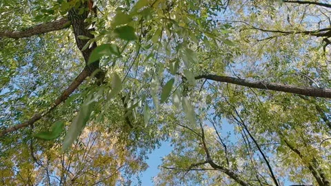 Closeup of the branches on tree on summer. Media. Green leaves on blue sky Stock Footage 149144895