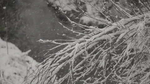 Closeup on the branches of trees in the snow 스톡 동영상 150871189