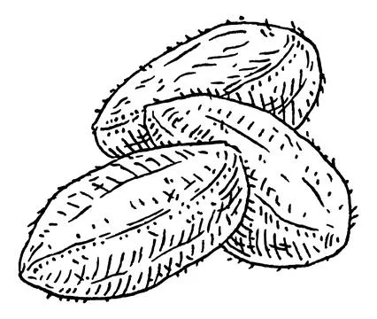 Closeup brazil nuts in shell. Vector engraving black vintage illustration. イラスト素材