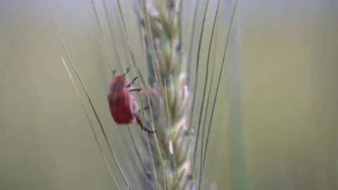 Closeup of bread beetle at wheat ear Stock Footage 156280694