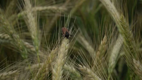 Closeup of bread beetle at wheat ear Stock Footage 244246615