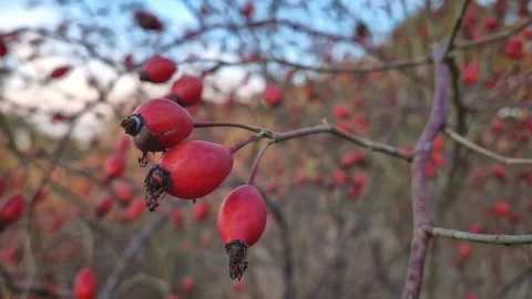 Closeup brier berries growing on bush. Ripe rose hips on bush branches, organic  Stock Footage 254806597