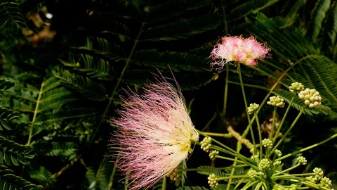 Closeup of a bright blooming Persian silk tree flower (Albizia julibrissin) Stock Footage 122220347