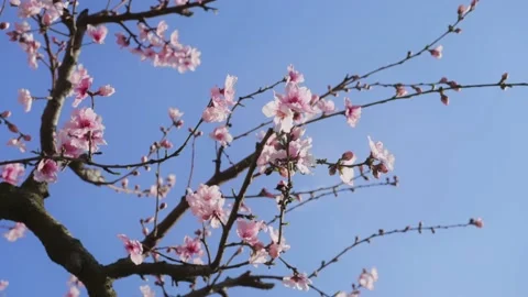 Closeup of the bright-colored almond tree branches floating against the blue sky 스톡 동영상 172157094