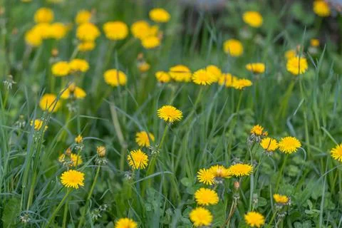 Closeup bright dandelion on thin stem, sharp petal texture with tiny dew drop 写真素材