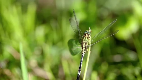 Closeup Of Bright Green Dragonfly Insect Stock Footage 230557988