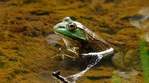 Closeup of a bright green Frog sitting in pond Stock-Footage 92129953