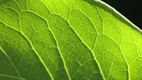 Closeup of Bright Green Leaf Showing Detailed Vein Pattern in Natural Sunlight Video stock 317300644